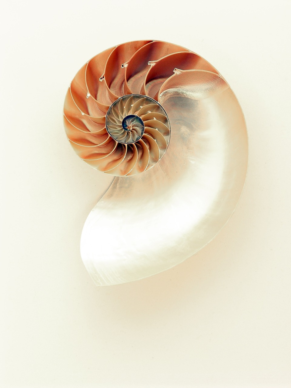 nautilus-1029360_1280.jpg