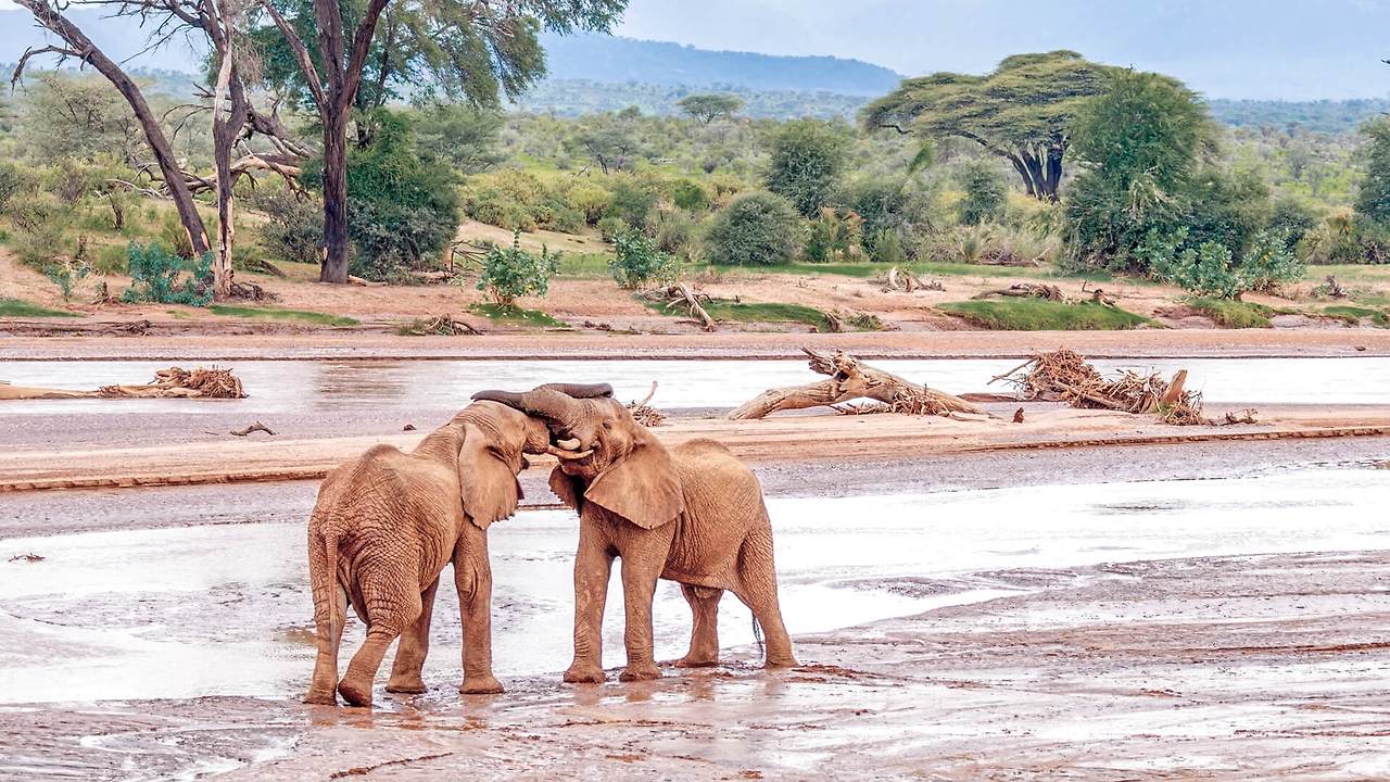 Destinations-Samburu-Elephants.jpg