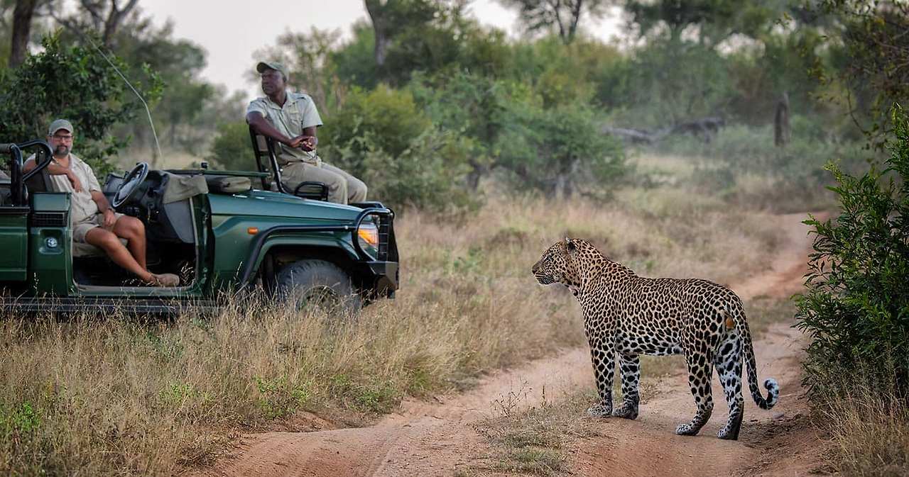 leopard-sabi-sand-nature-reserve-south-africa.jpg