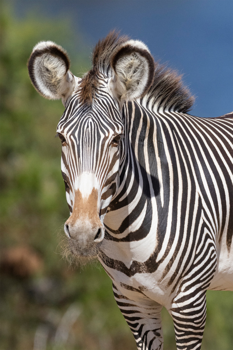 Grevys-Zebra-closeup.jpg