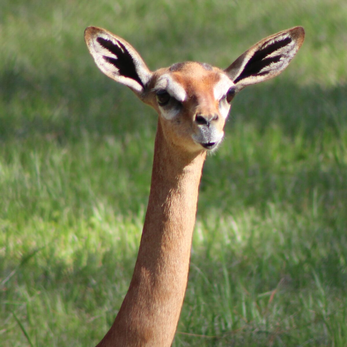 gerenuk-for-feature-2.jpg