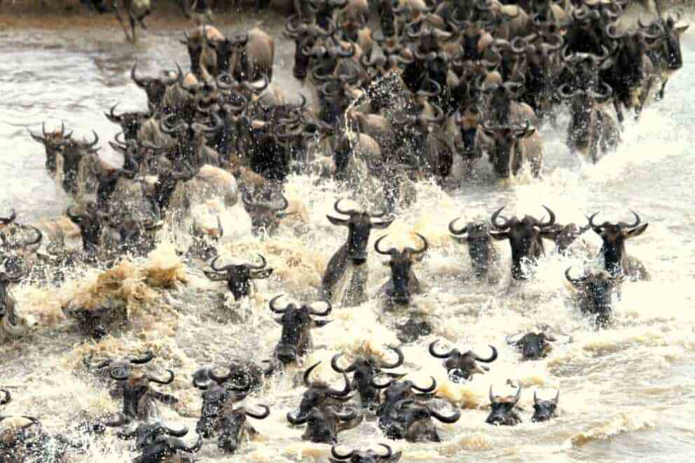 mara-river-crossing-wildebeest-migration-safari-992x661.jpg