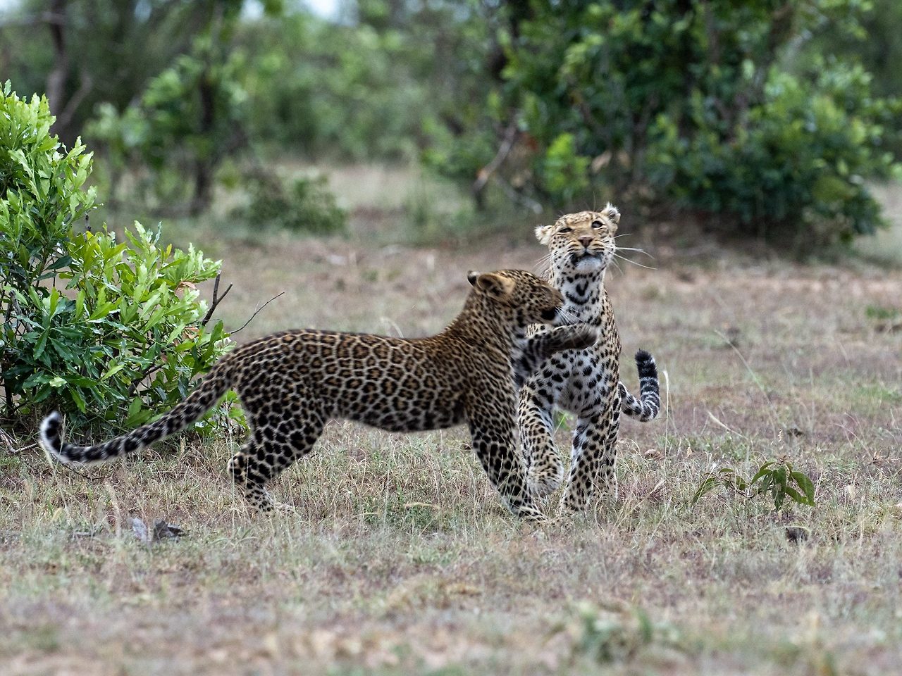 Leopards-in-Masai-Mara.jpg