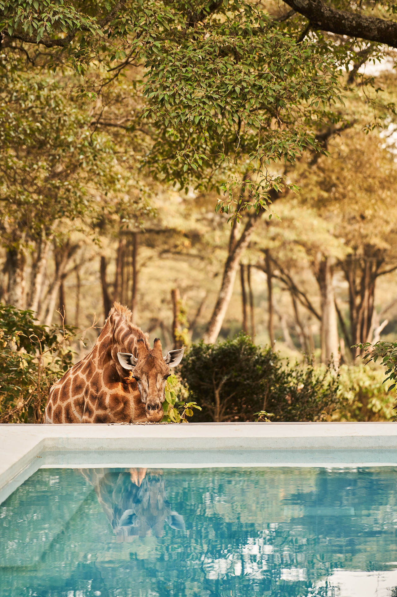 Giraffe Retreat - Photographed by Brian Siambi 9.jpg