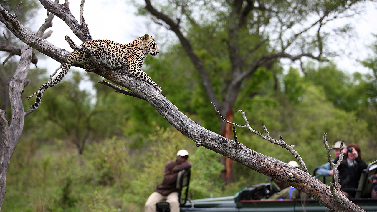 Leopard-laying-on-top-of-a-tree-in-the-kruger-national-park.jpg