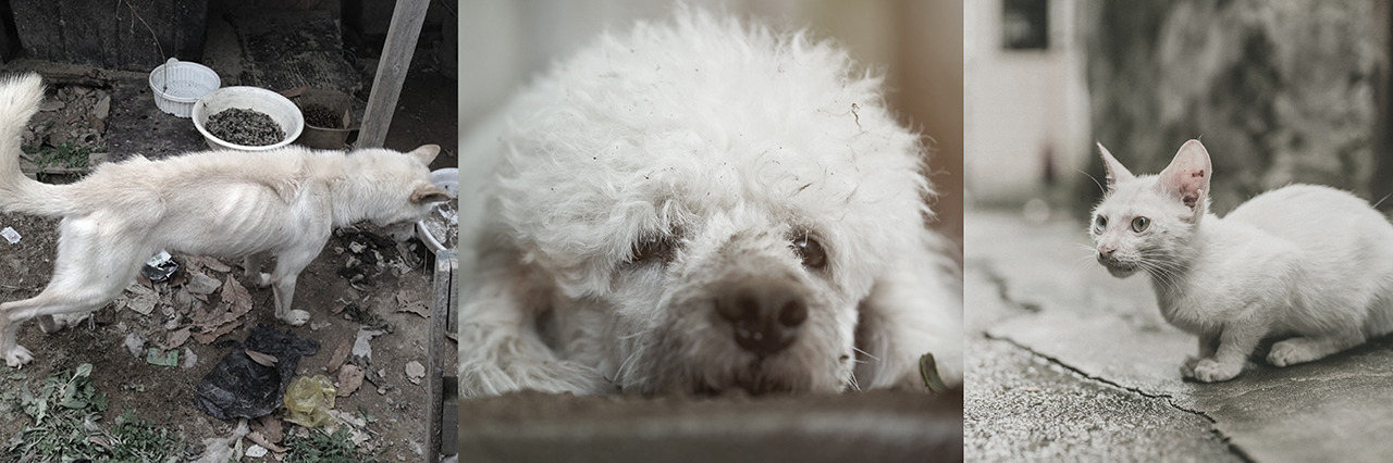 유기견 사진.jpg