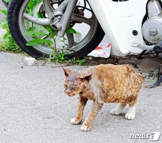 최근 김포시에서 심각한 화상을 입은 채 발견된 길고양이.jpg