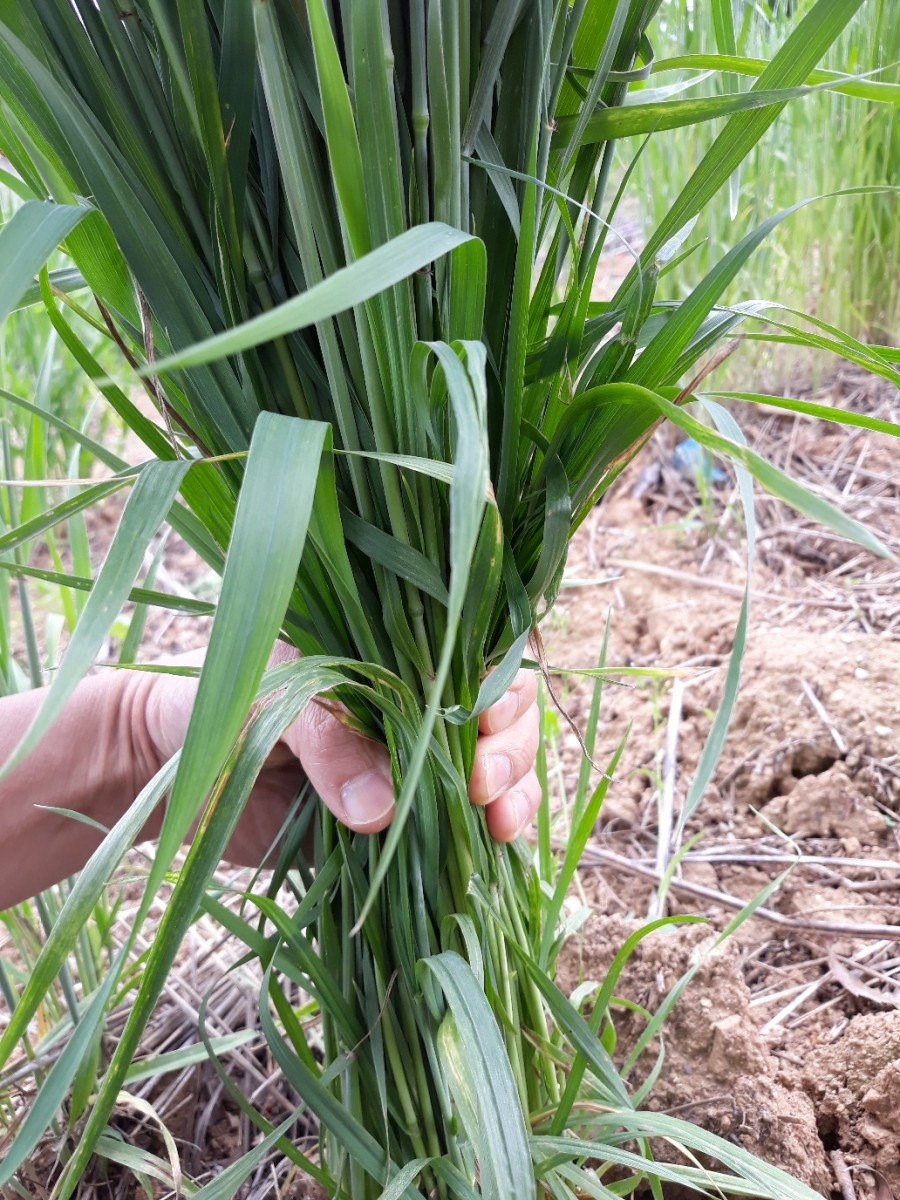 내밭 밀 분얼.jpg