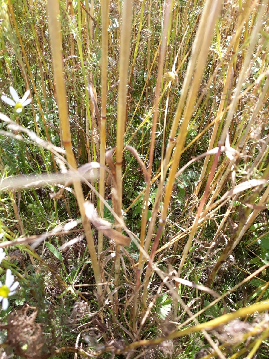 바질라프 밀 분얼.jpg