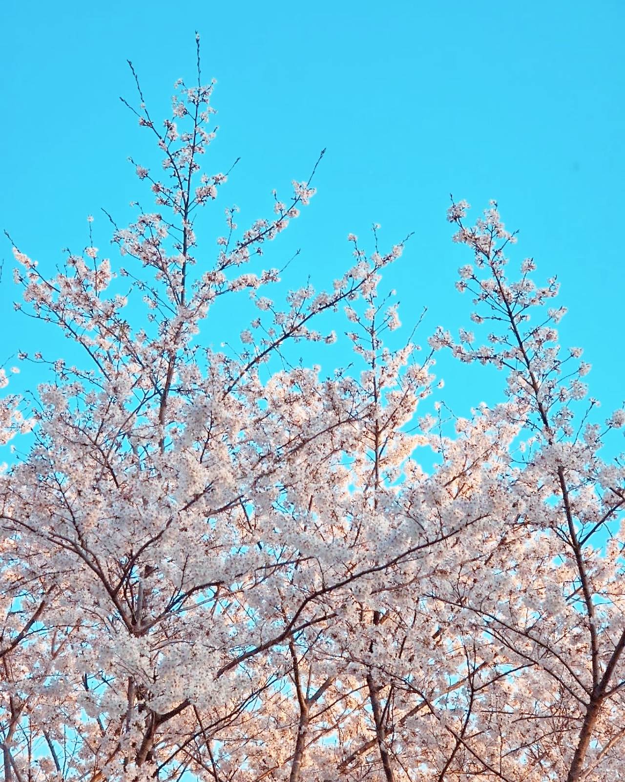 카지노 가입 쿠폰