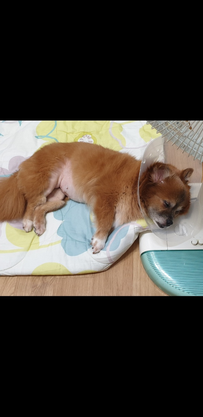 꼬맹이 넥카라.jpg