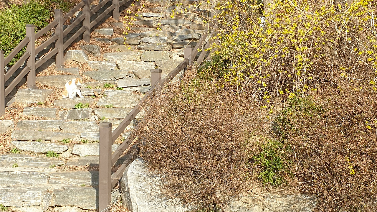 개나리와 노랑이.jpg