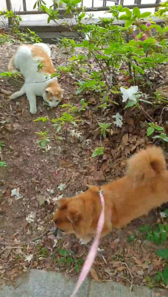 꼬맹이와 고양이.jpg