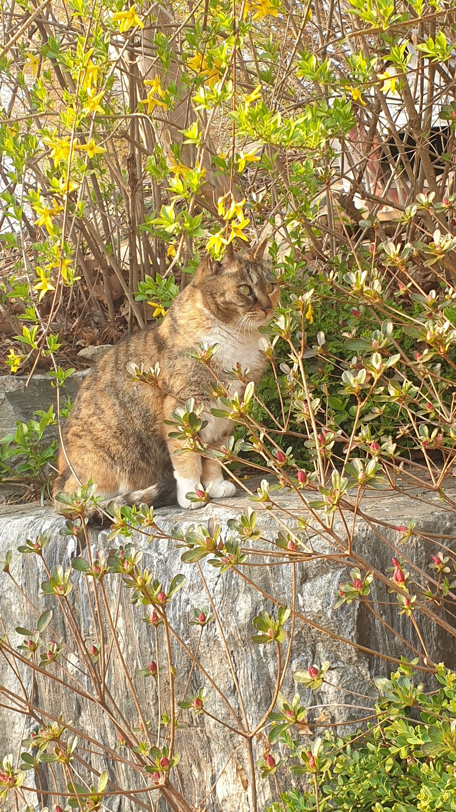 타이거와 봄꽃.jpg