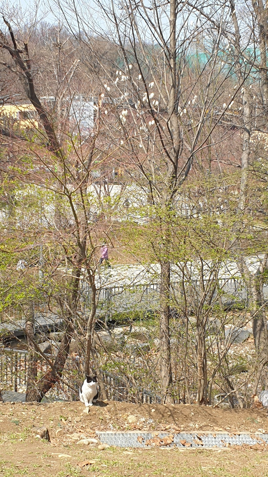 낙성대 장군이.jpg