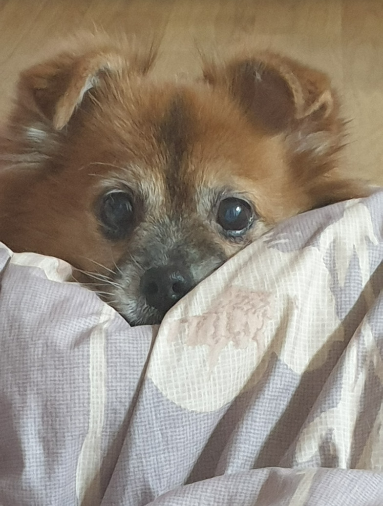 꼬맹이와 이불.jpg