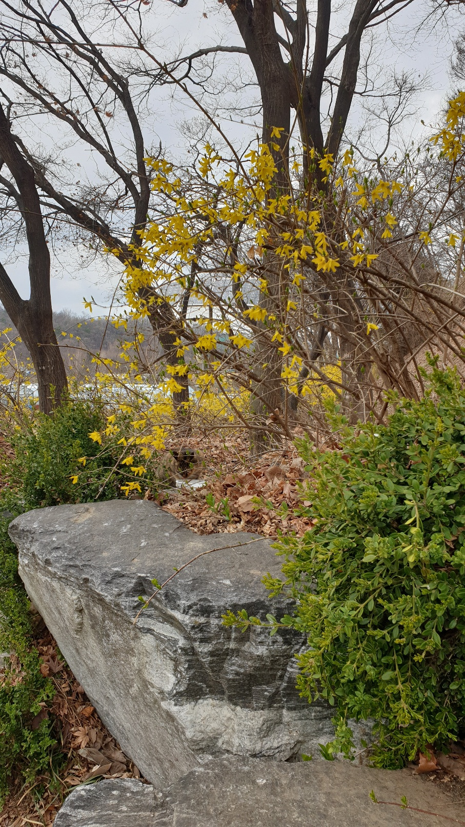 개나리와 타이거.jpg