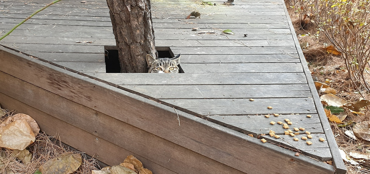 행운동고양이4.jpg