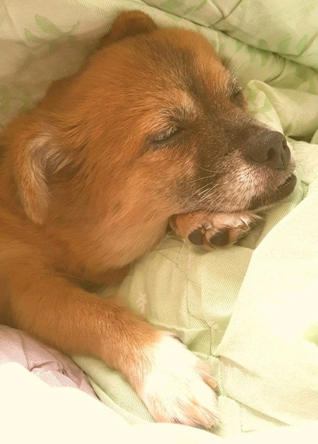 잠자는 꼬맹이2.jpg