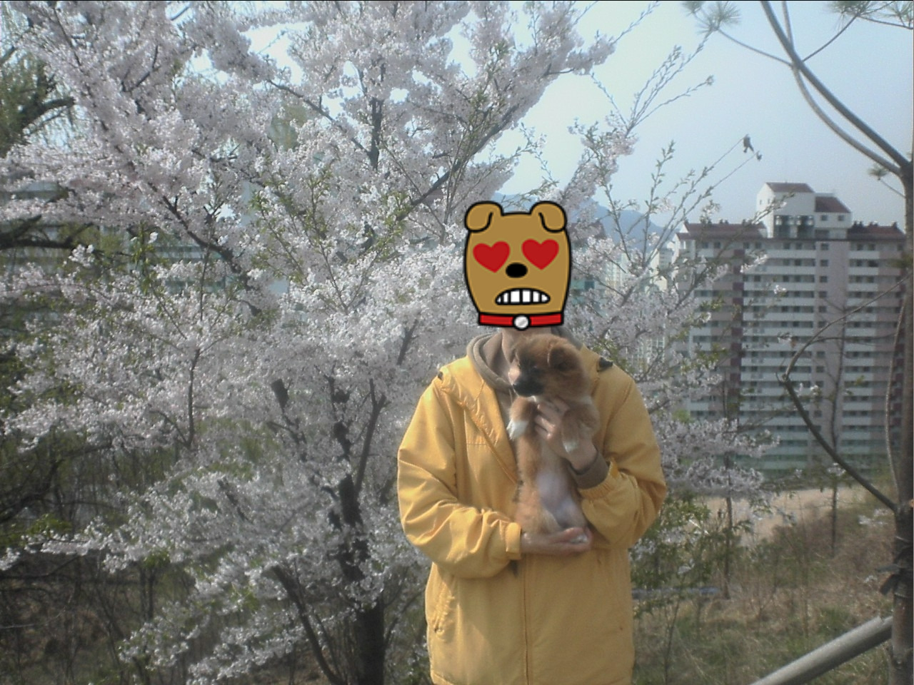 벚꽃과 꼬맹이.jpg