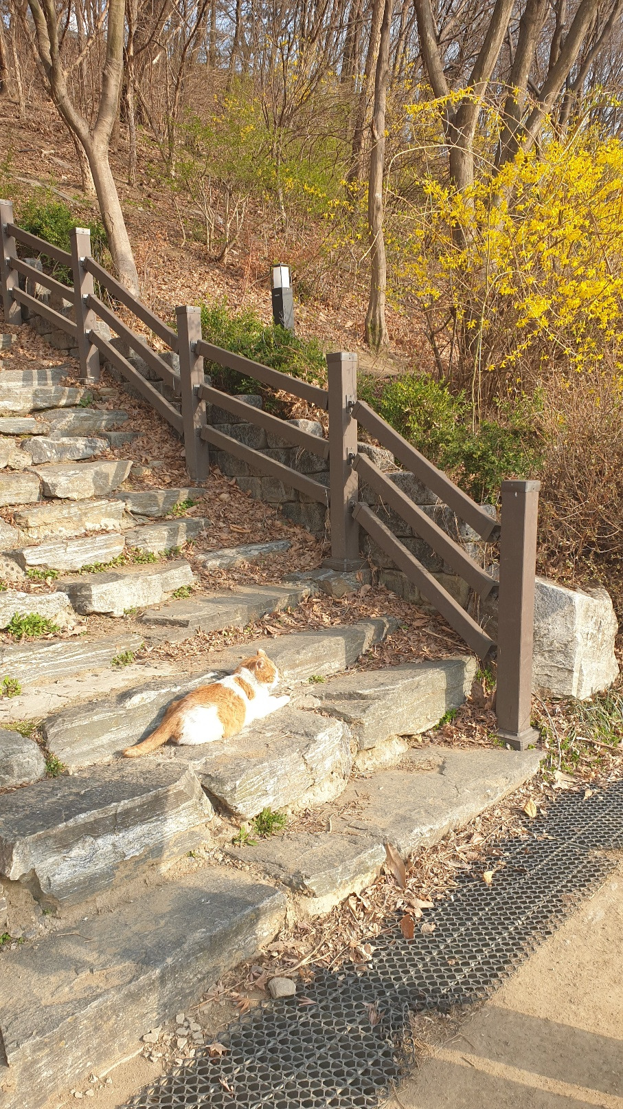 낙성대 노랑이.jpg