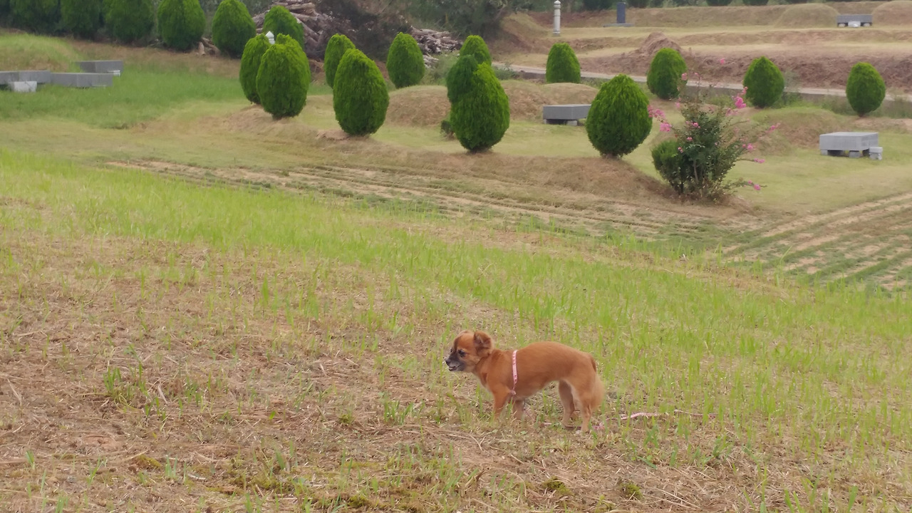 고창 꼬맹이.jpg