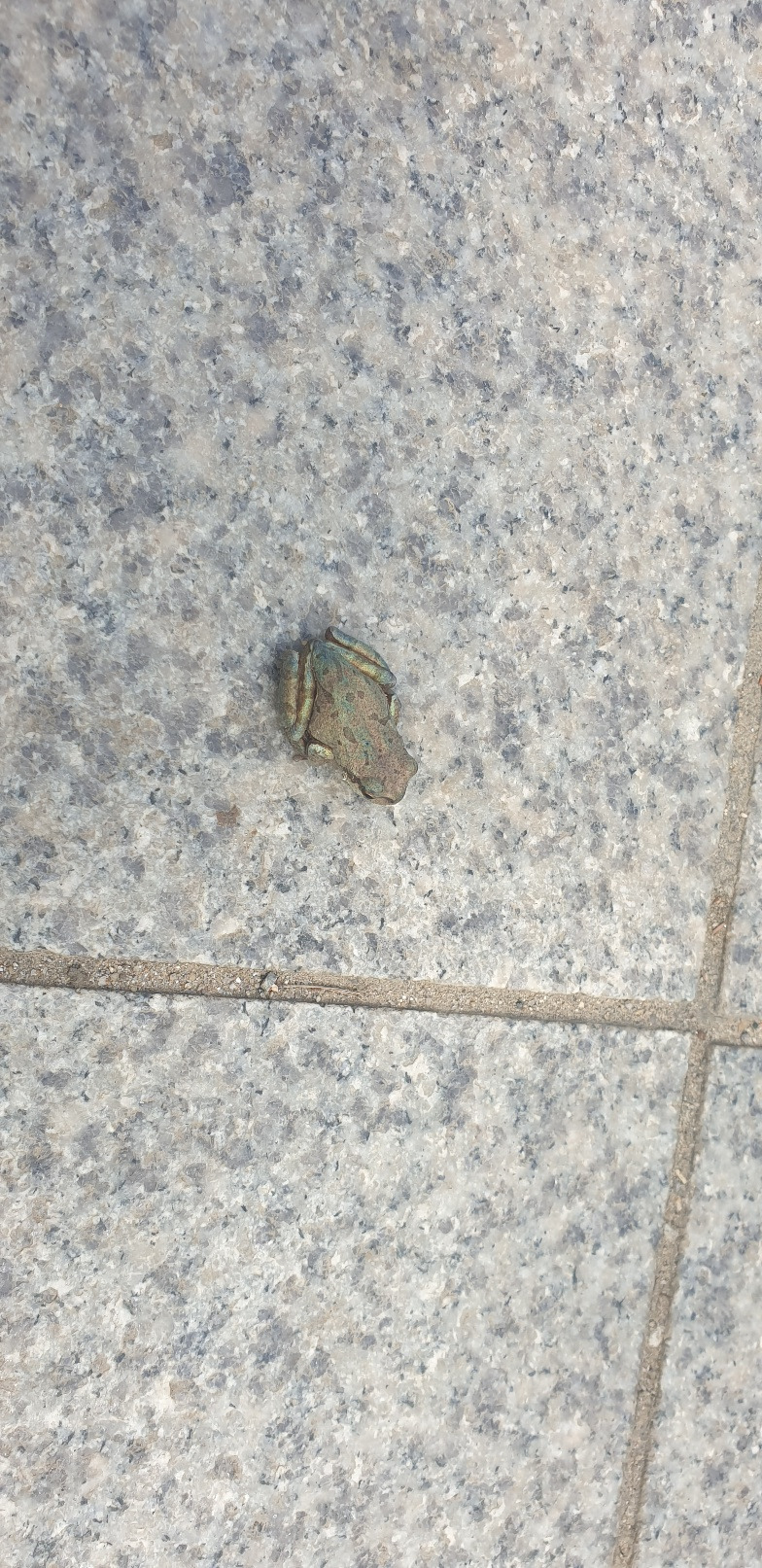 낙성대공원 개구리.jpg