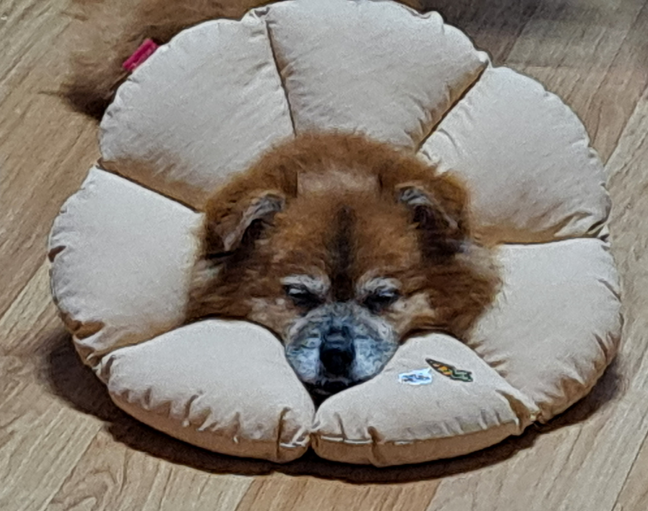 넥카라한 꼬맹이.jpg