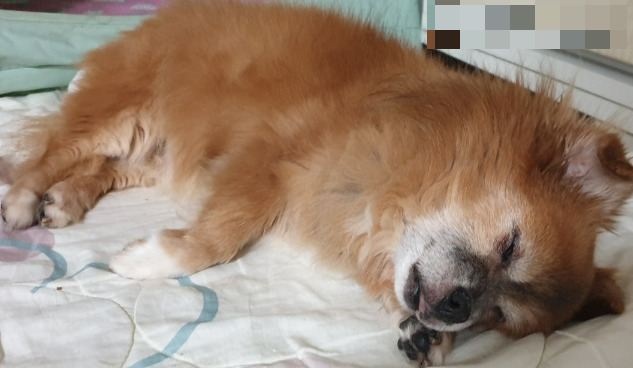 잠자는 꼬맹이.jpg