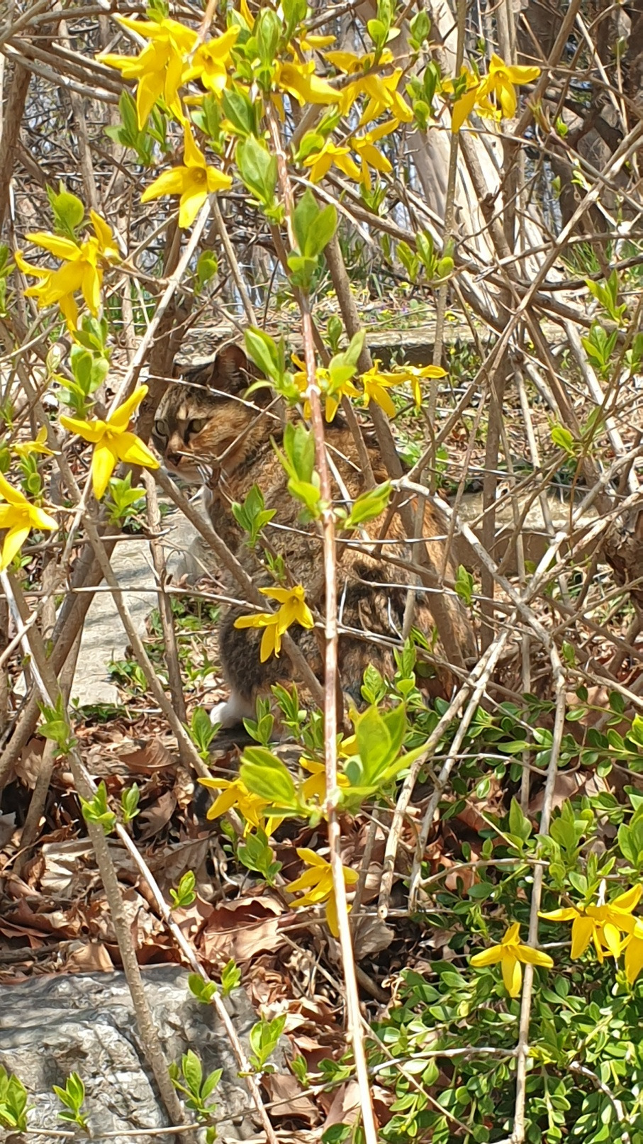 낙성대 타이거.jpg