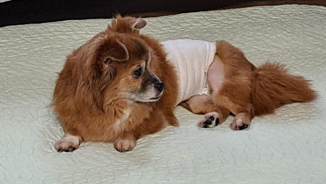 붕대감은 꼬맹이1.jpg