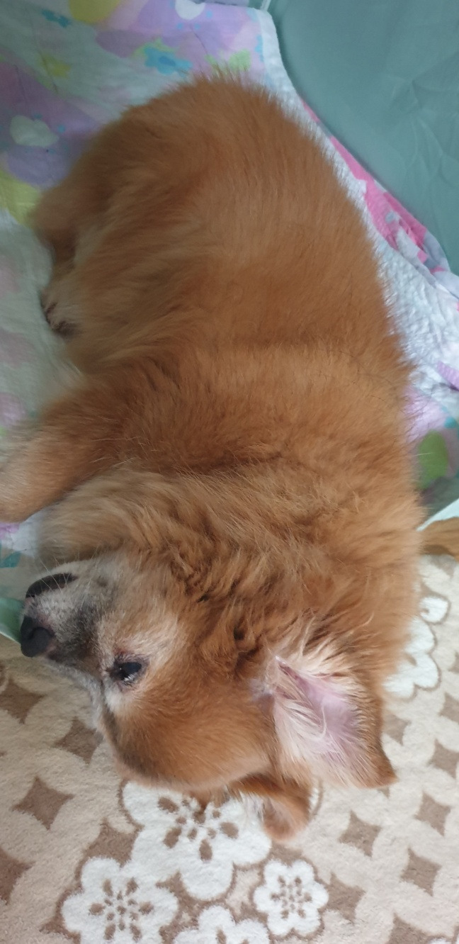 잠자는 꼬맹이.jpg