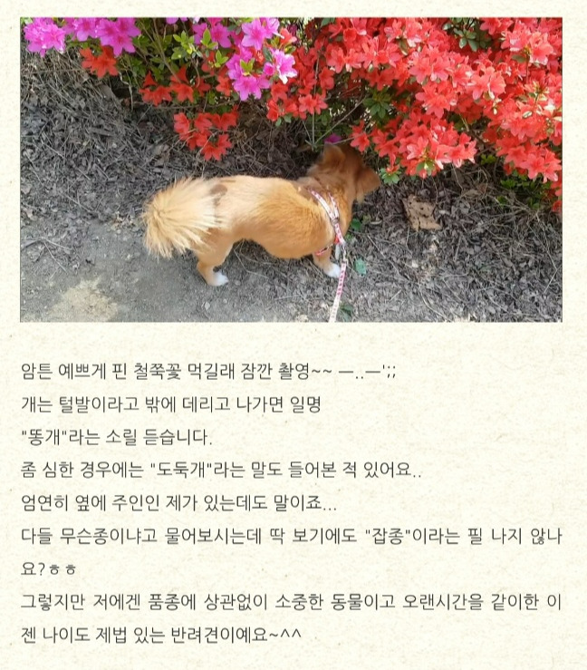 철쭉 꼬맹이.jpg