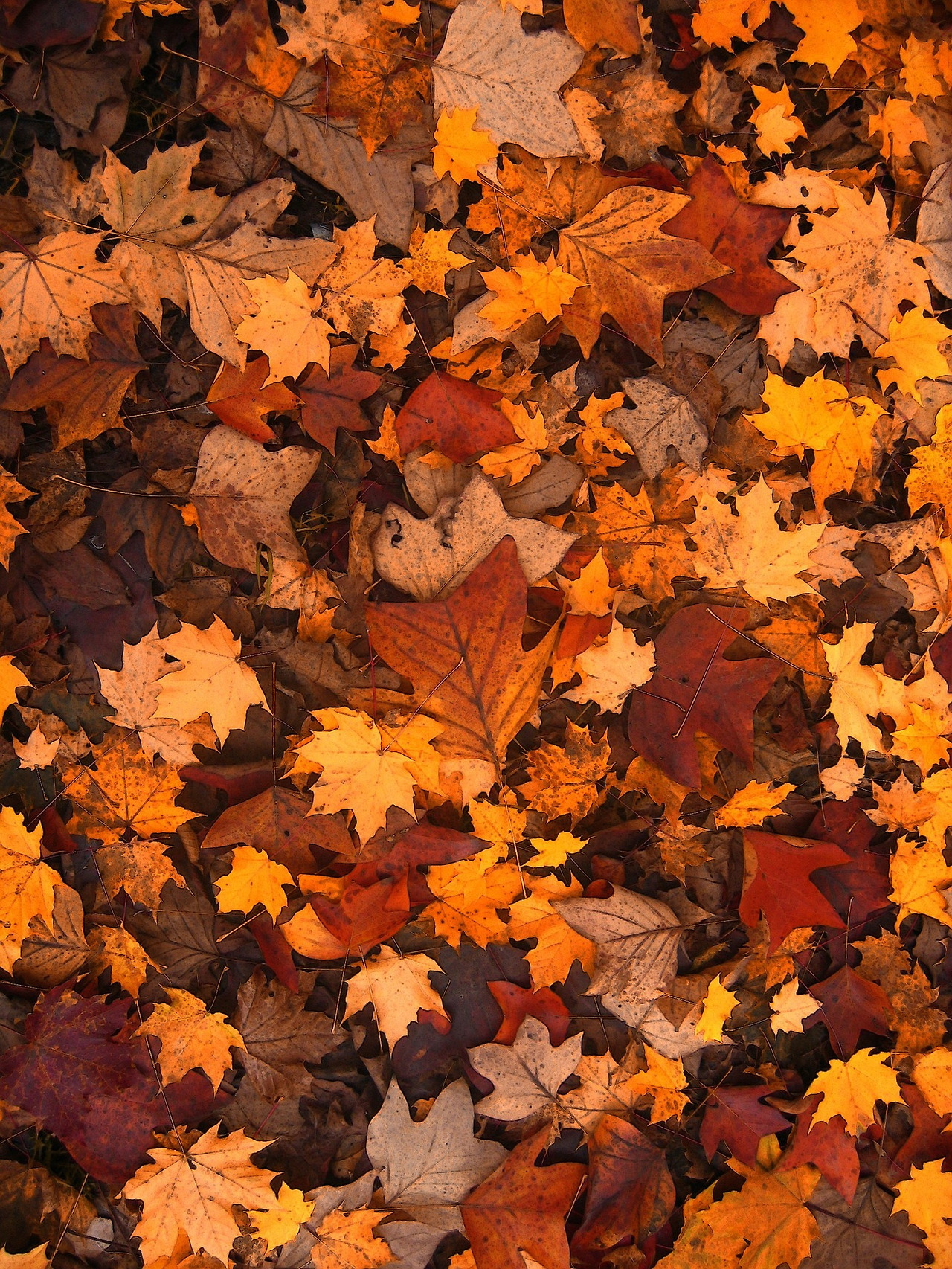 fall-foliage-111315_1920.jpg