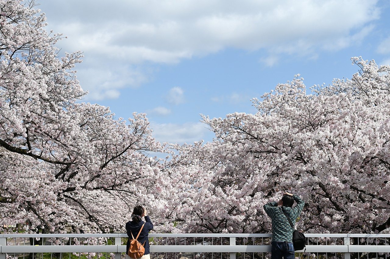 cherry-blossoms-5005234_1920.jpg