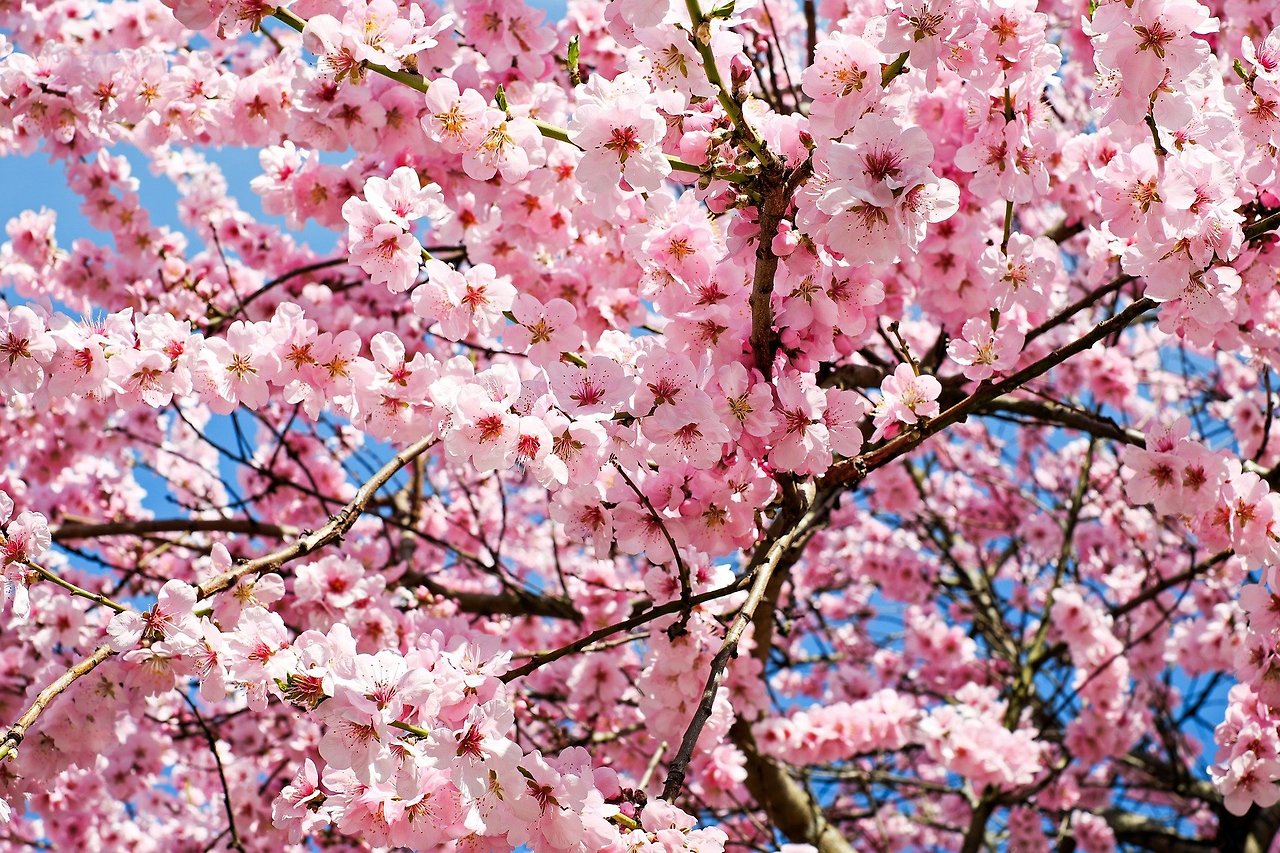 japanese-cherry-trees-3063992_1920.jpg
