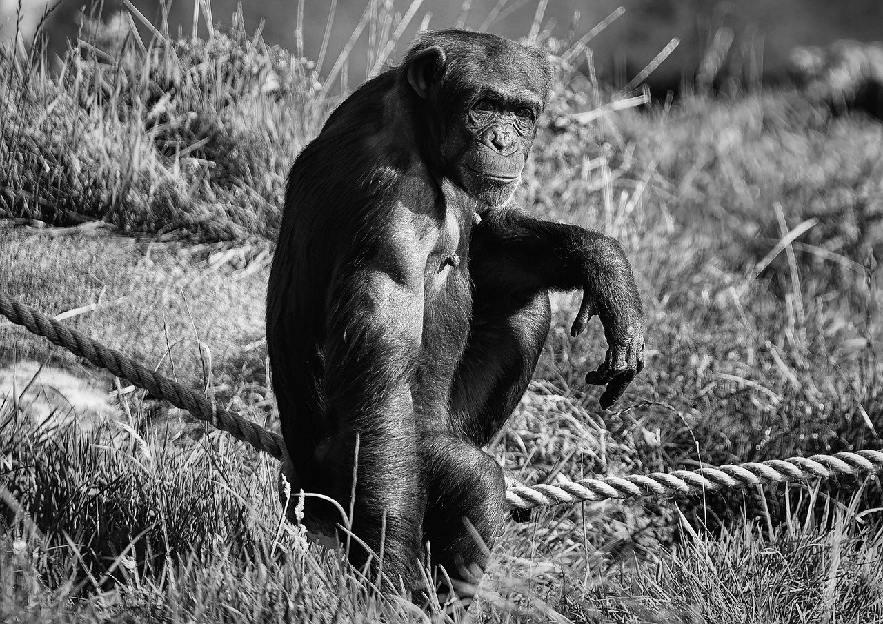 chimpanzee-7573786_1280.jpg