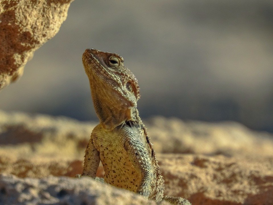 lizard-5826240_960_720.jpg
