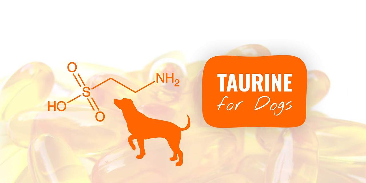 taurine-for-dogs.jpg