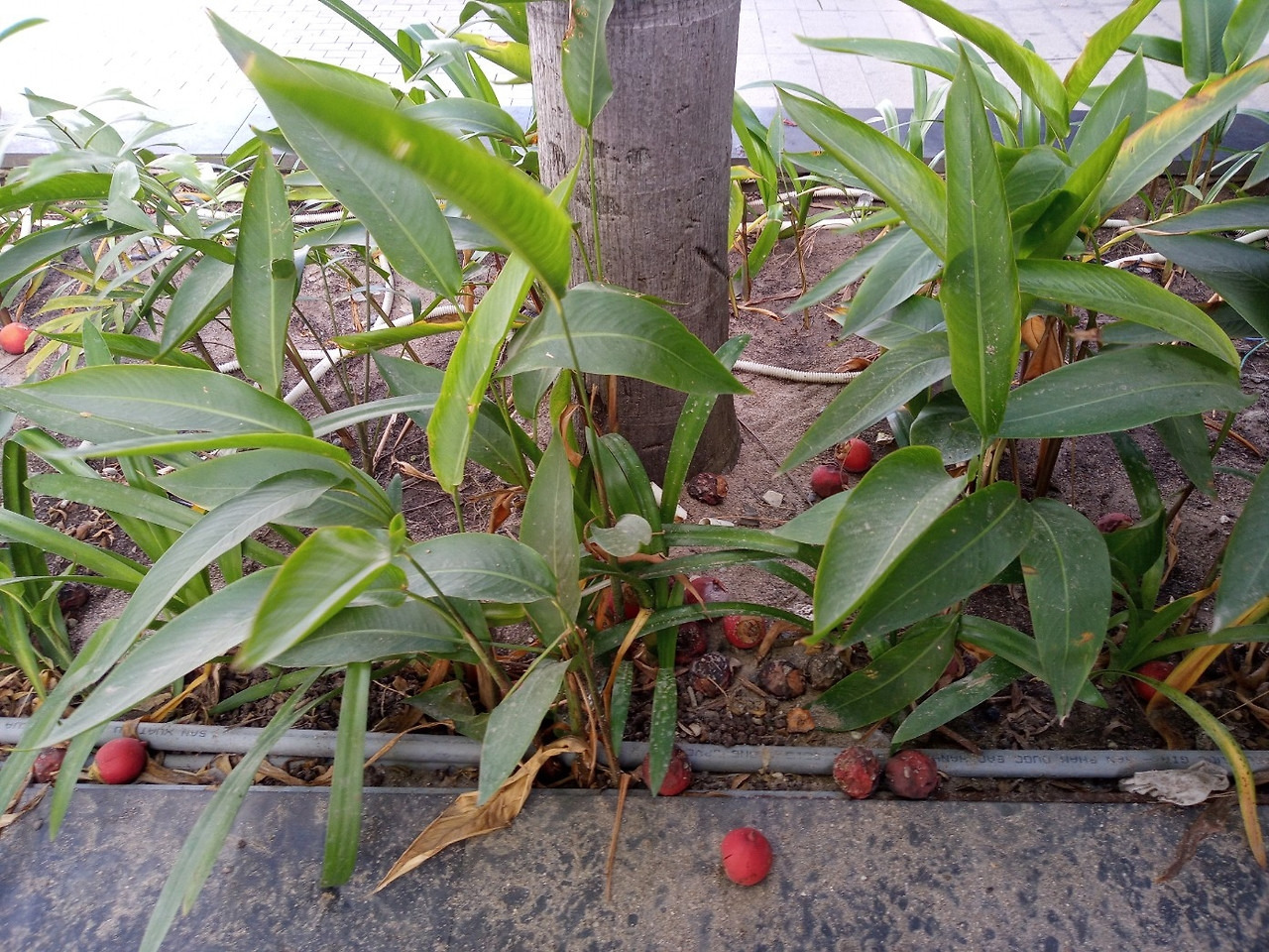 덜어진 열매.jpg