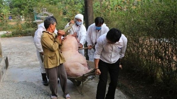 베트남 돼지 콜레라.jpg