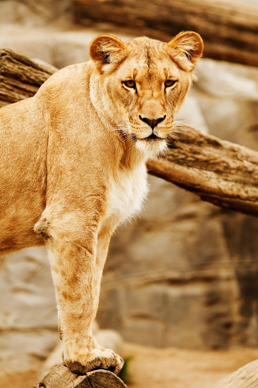 lion-21662_1280.jpg