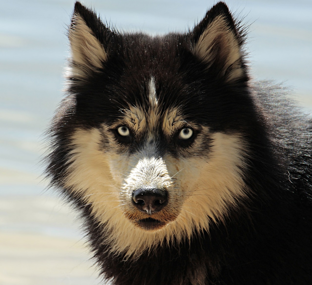 husky-3380548_1280.jpg