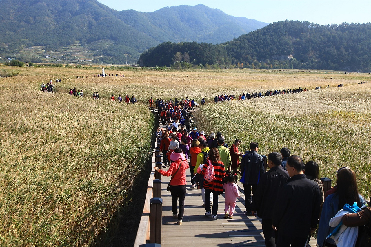 1.1 순천만 갈대밭.jpg