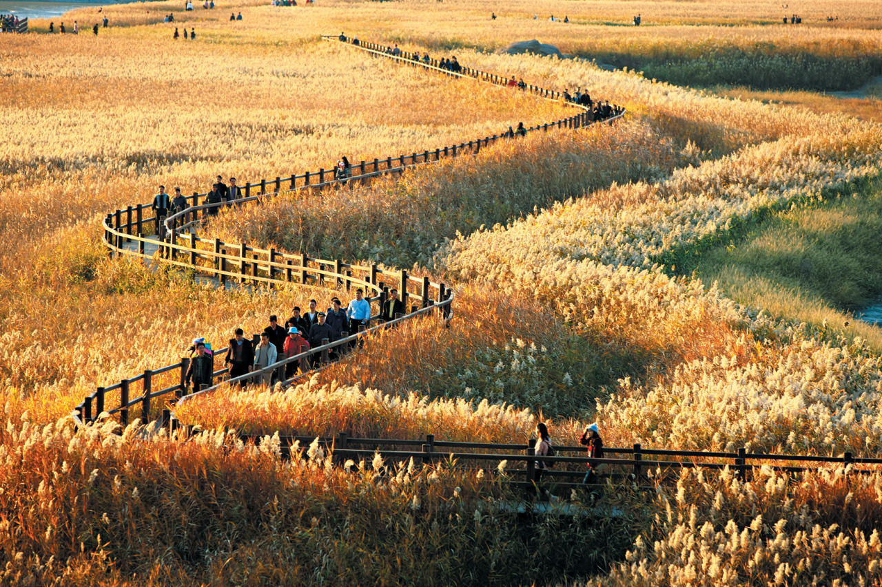 1 순천만 갈대축제.jpg