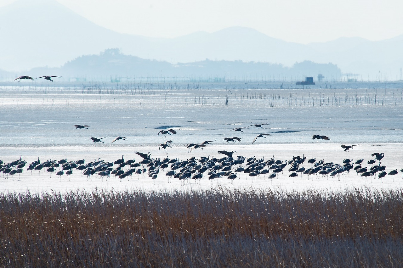 1.1 흑두루미.jpg