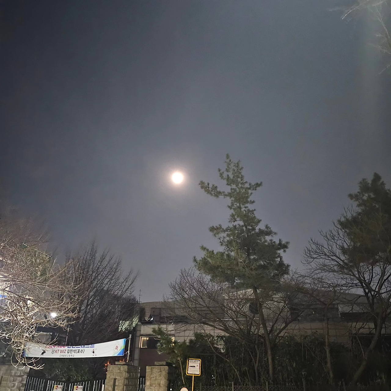 소나무 향기아래, 달빛은 춤추고