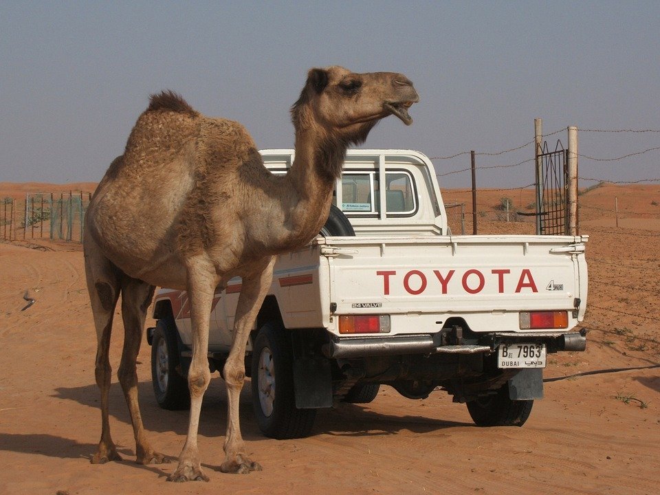 camel-543079_960_720.jpg