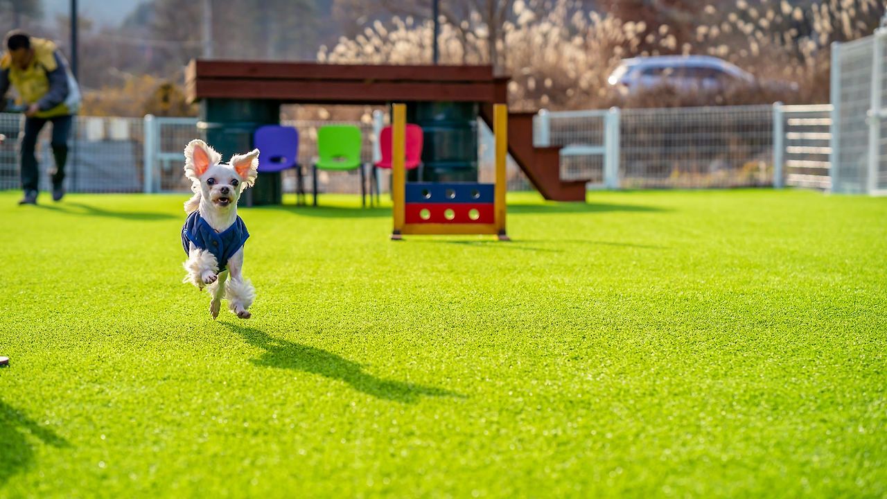 가평 모나코 앤견펜션 (1).jpg