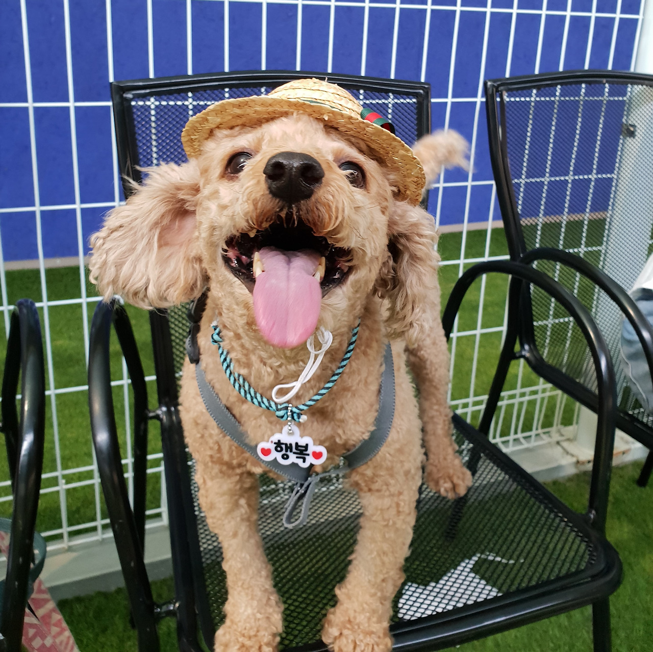 버니 강아지_A컷 (3).jpg